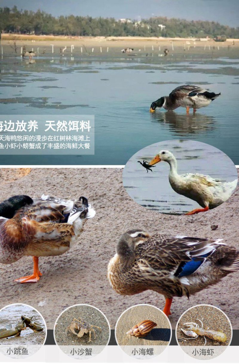 鸭子吃海鲜下的海鸭蛋，每天赶跑三公里再下蛋。
