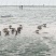 鸭子吃海鲜下的海鸭蛋，每天赶跑三公里再下蛋。