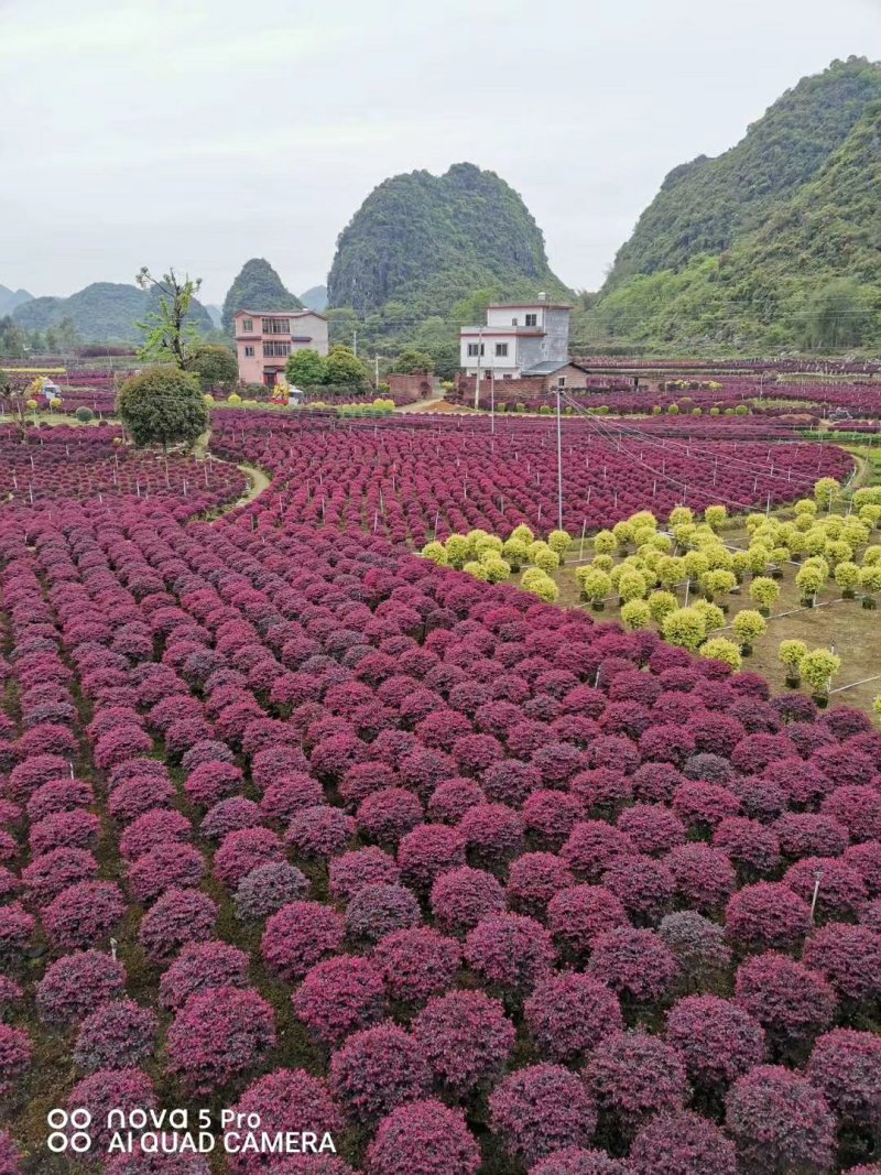 A货红继木球.大量供应