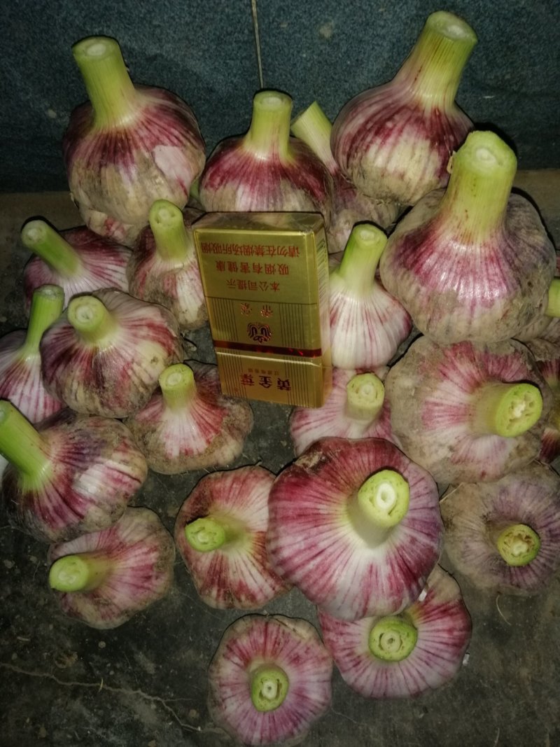 精品大蒜。万亩产地直销质优价廉可视频看货，