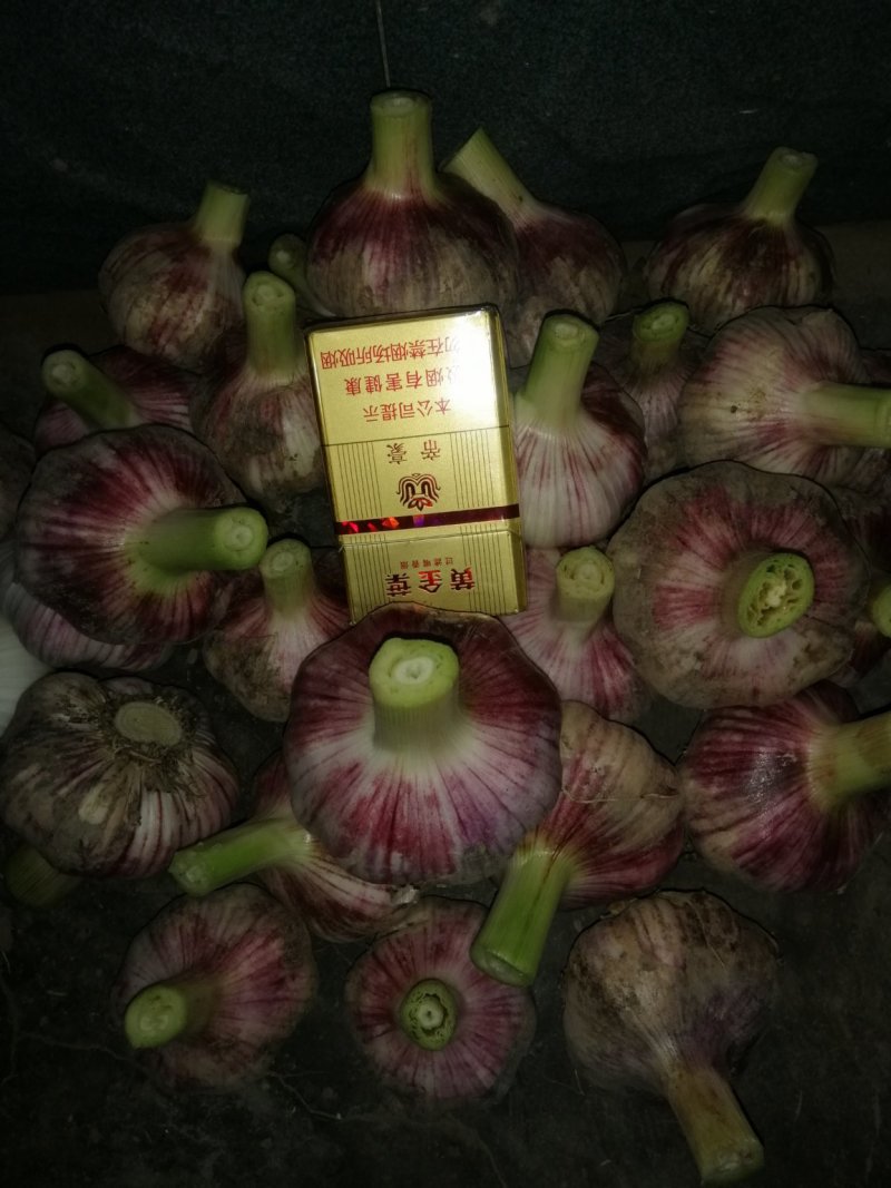 精品大蒜。万亩产地直销质优价廉可视频看货，