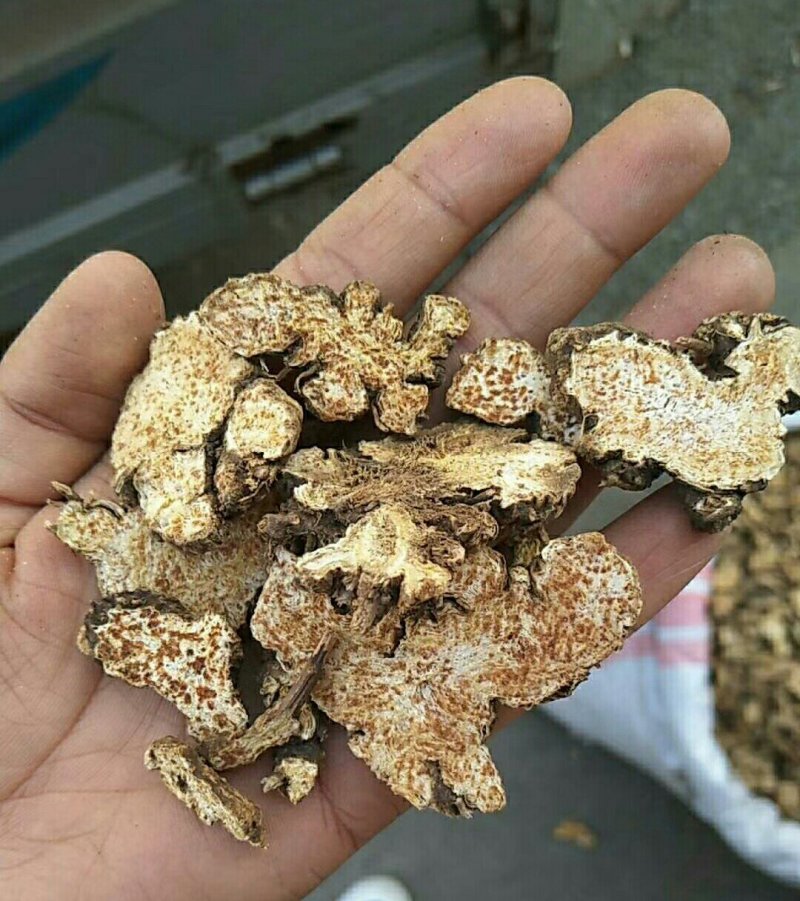 苍术