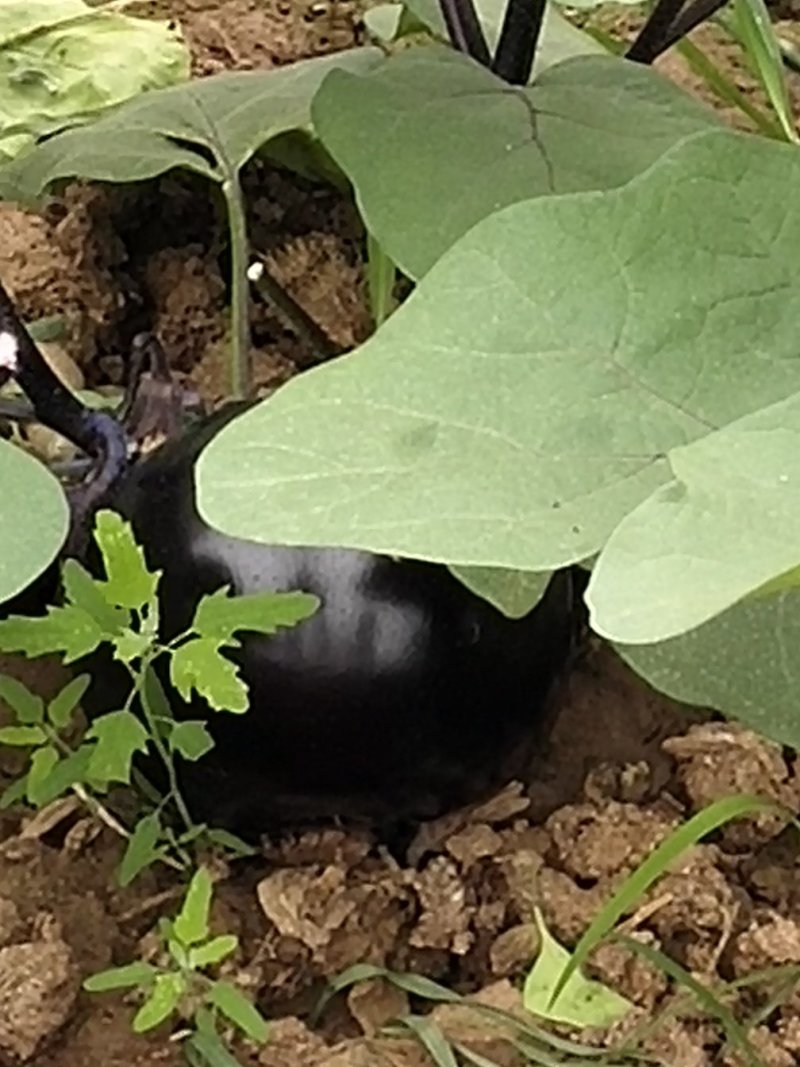 茄子5两以上大量上市