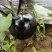 茄子5两以上大量上市