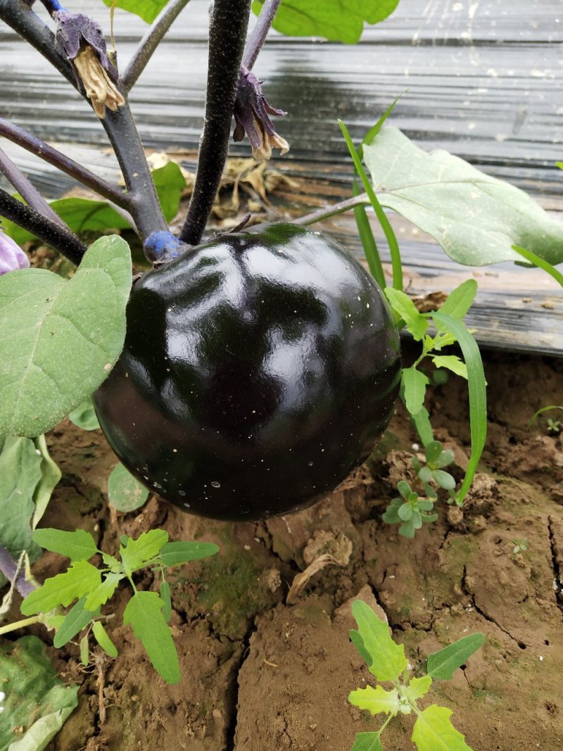 茄子5两以上大量上市