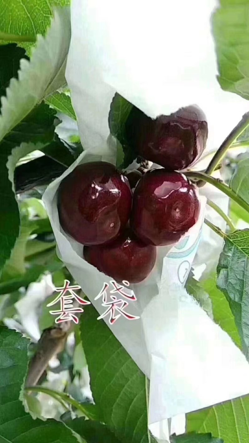车厘子