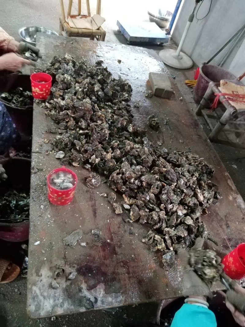 批发泉州泉港本地海蛎肉及带壳海蛎