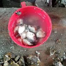 批发泉州泉港本地海蛎肉及带壳海蛎