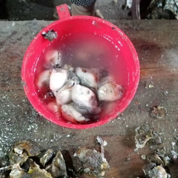 批发泉州泉港本地海蛎肉及带壳海蛎