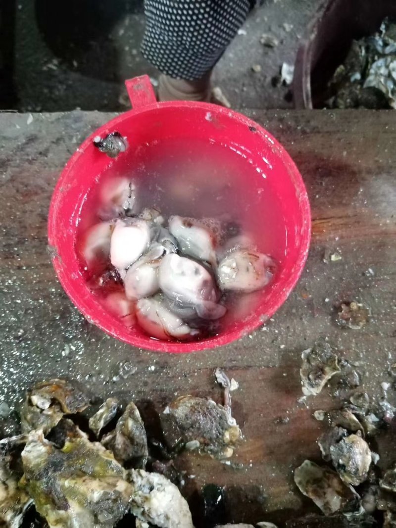 批发泉州泉港本地海蛎肉及带壳海蛎