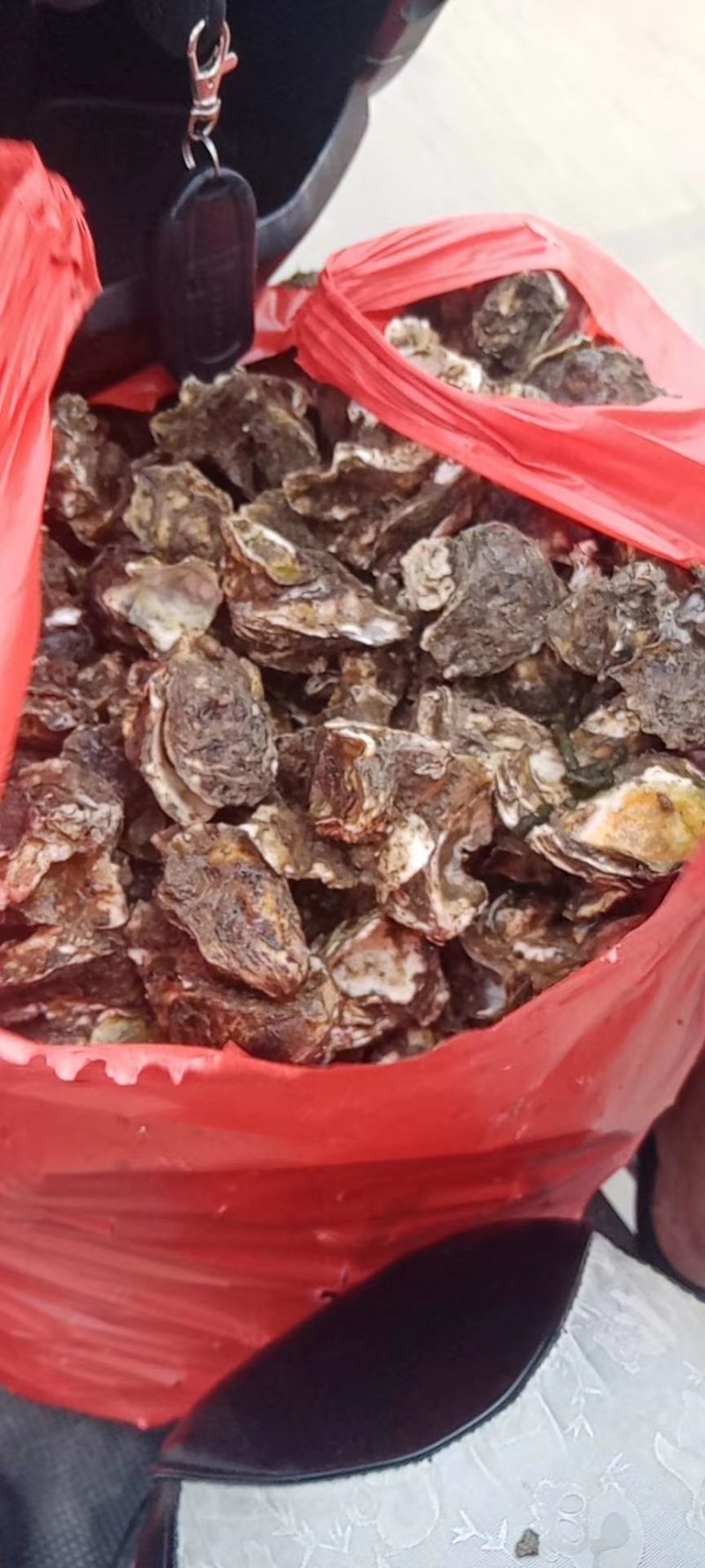 批发泉州泉港本地海蛎肉及带壳海蛎
