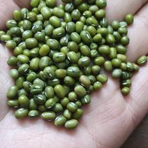 精选特大粒绿豆，颗粒大颜色绿