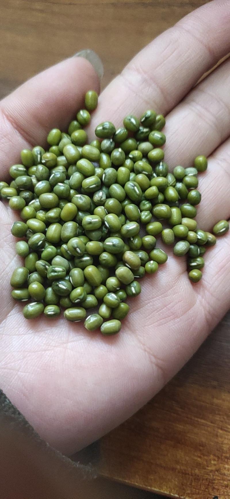 精选特大粒绿豆，颗粒大颜色绿