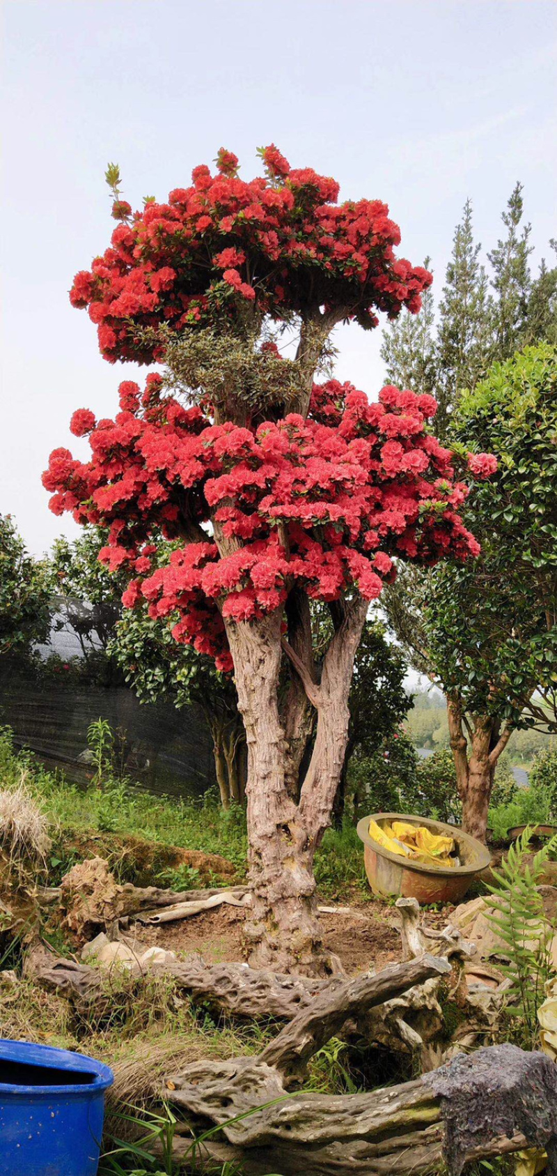 紫花杜鹃桩嫁接丹东鹃