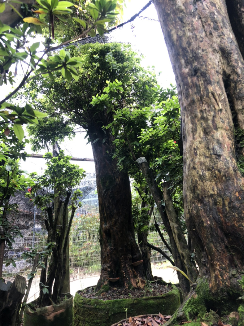 紫花杜鹃桩嫁接丹东鹃