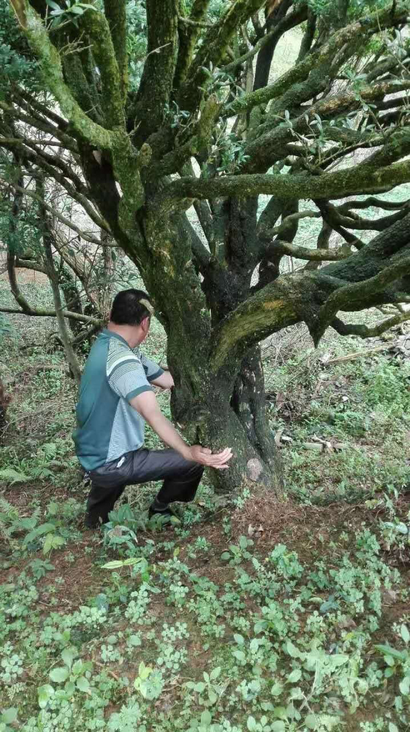 黄杨一杆23.一杆24，头径50