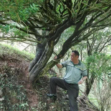 黄杨一杆23.一杆24，头径50