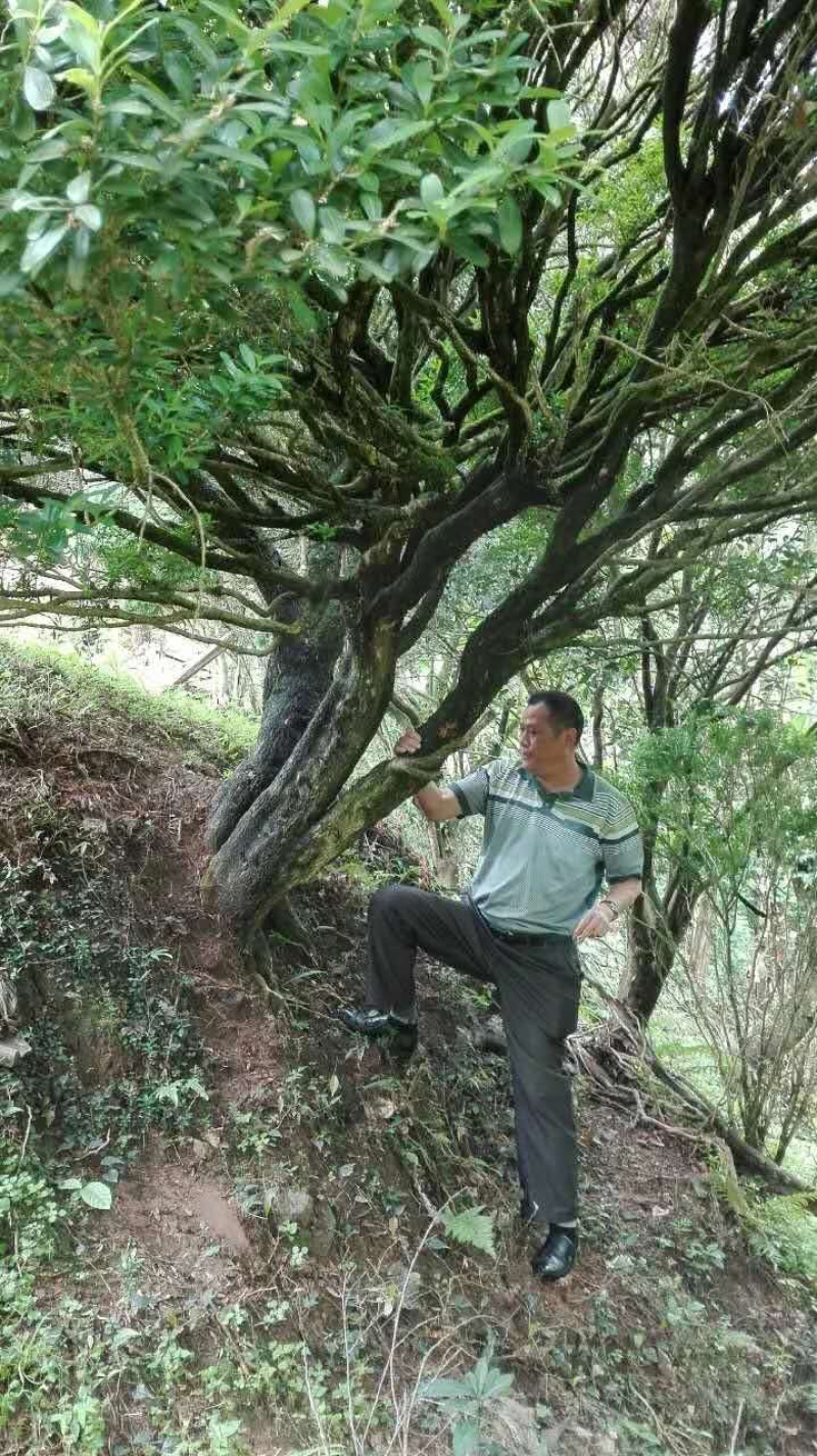 黄杨一杆23.一杆24，头径50