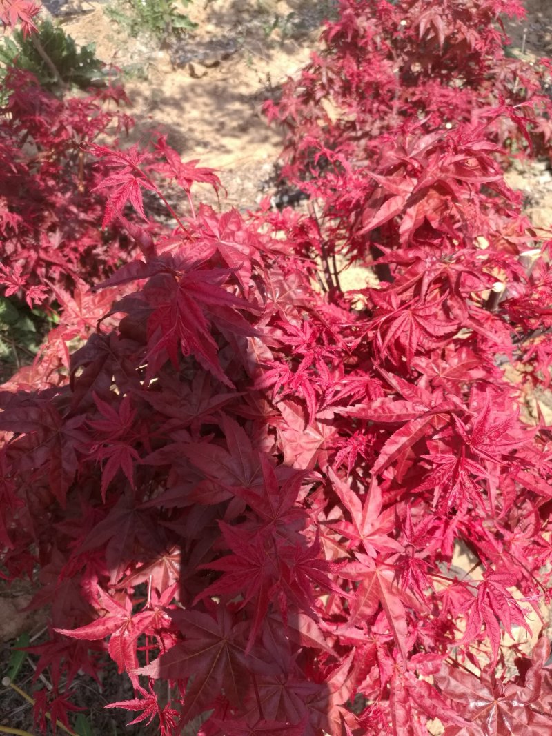 红枫盆景山东省日照市莒县，欢迎\选购