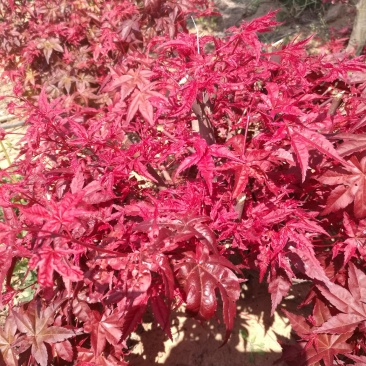红枫盆景山东省日照市莒县，欢迎\选购