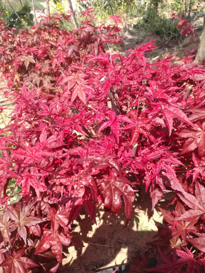 红枫盆景山东省日照市莒县，欢迎\选购