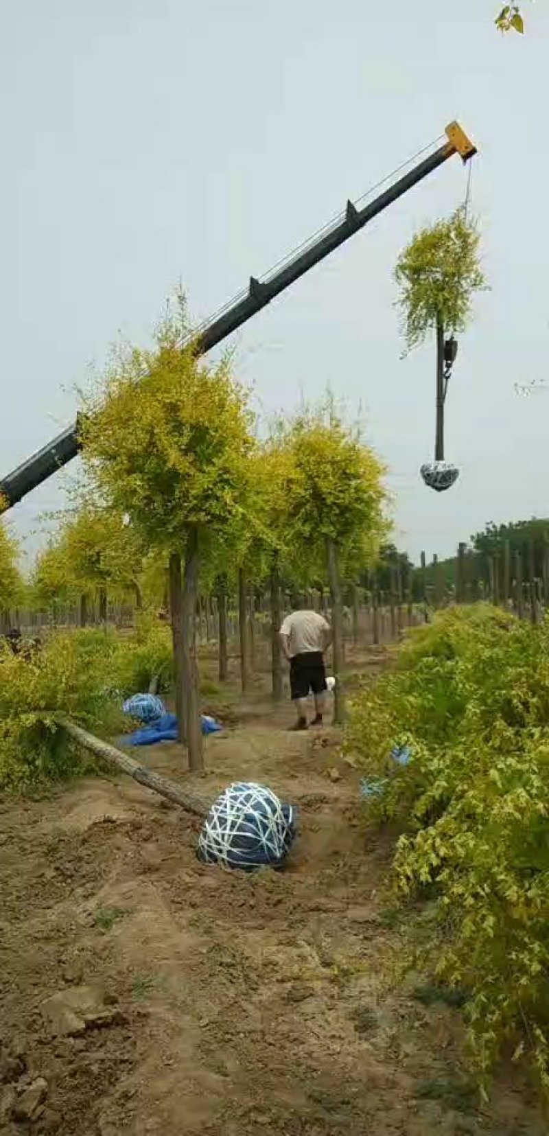 大量低价销售，12-18公分金叶榆，移植苗，易成活，