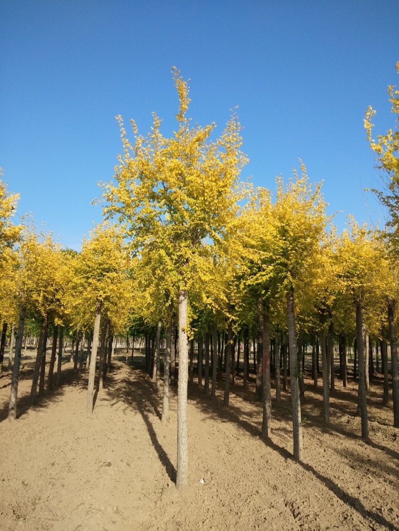 大量低价销售，12-18公分金叶榆，移植苗，易成活，