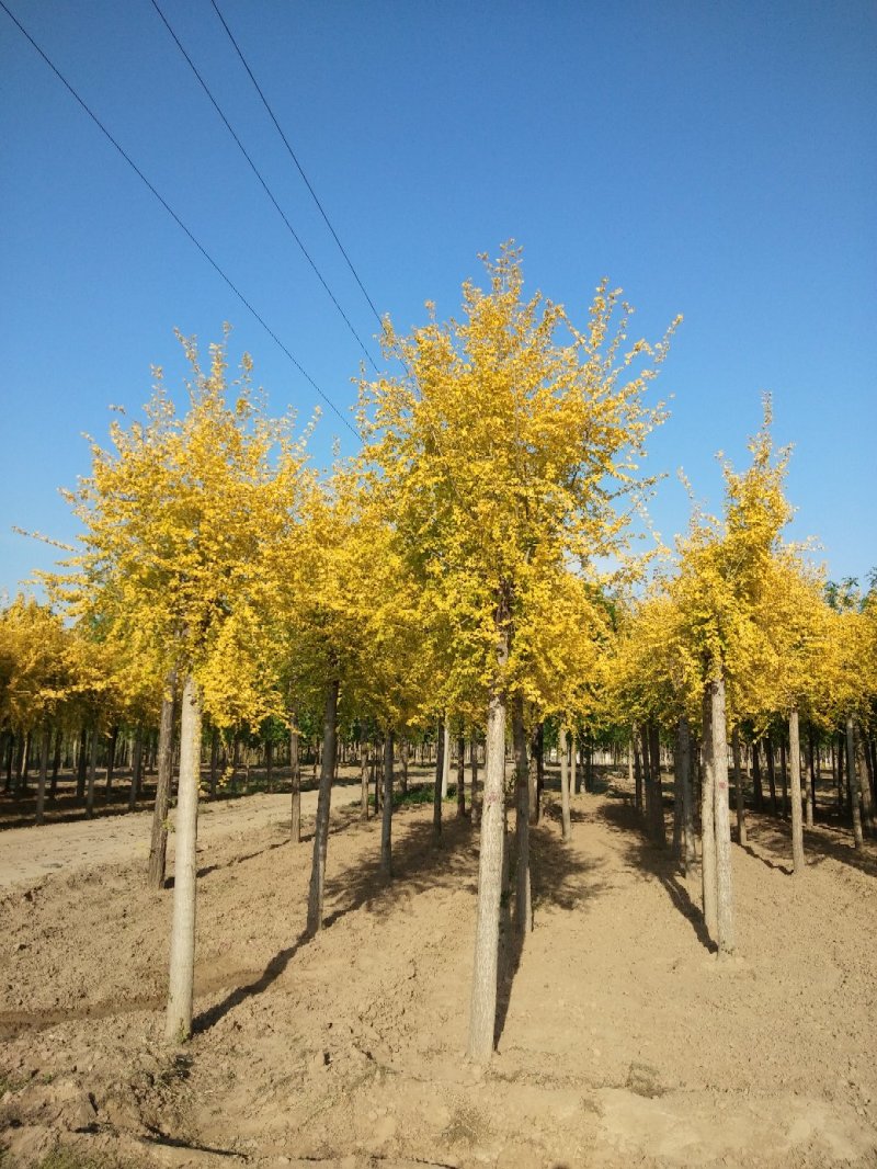 大量低价销售，12-18公分金叶榆，移植苗，易成活，