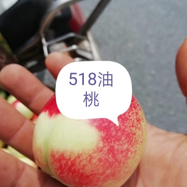 518油桃（518油桃，果面油光锃亮，味道脆甜可口颜色）