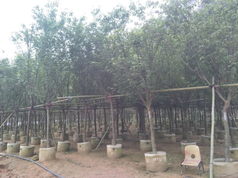 8公分樱花袋苗