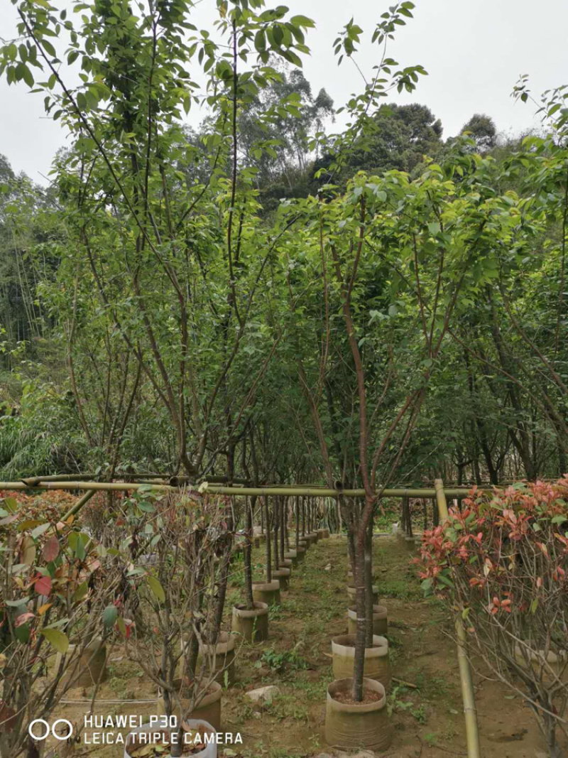 8公分樱花袋苗