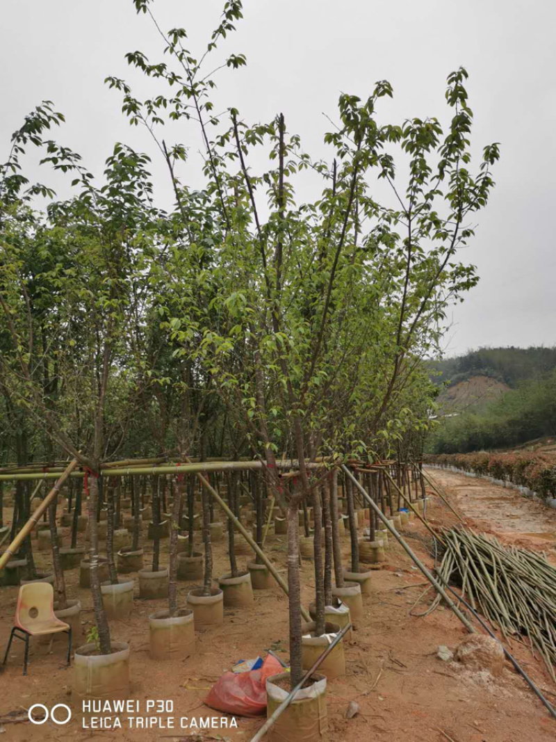 8公分樱花袋苗