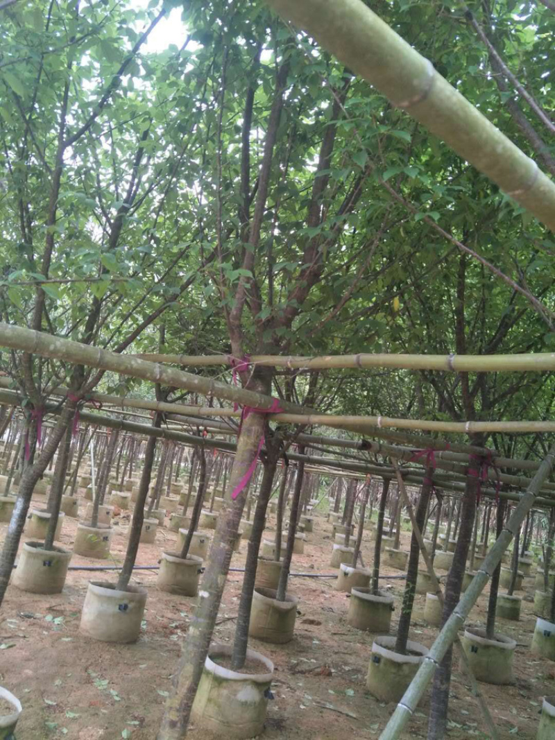 8公分樱花袋苗