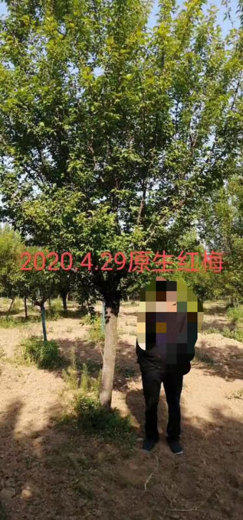 红梅8公分