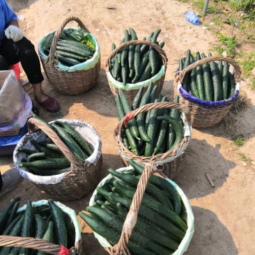 河南鹿邑精品油瓜黄瓜