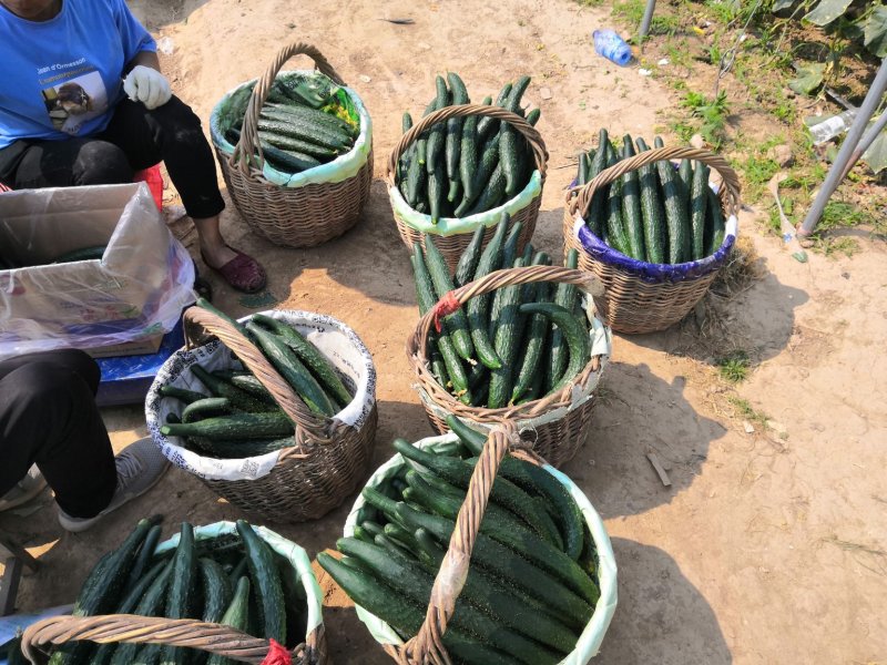 河南鹿邑精品油瓜黄瓜