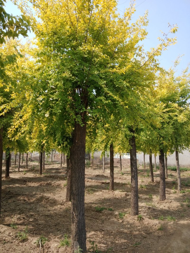大量低价销售，15-18公分金叶榆，移植苗，易成活，树形