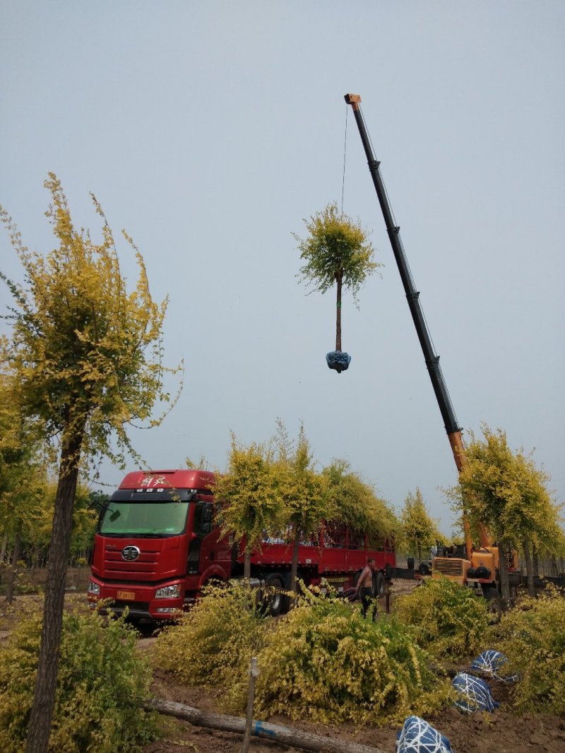 大量低价销售，15-18公分金叶榆，移植苗，易成活，树形