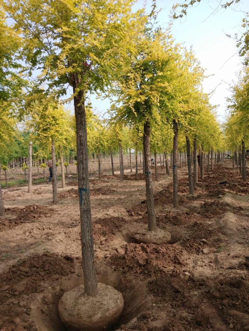 大量低价销售，15-18公分金叶榆，移植苗，易成活，树形