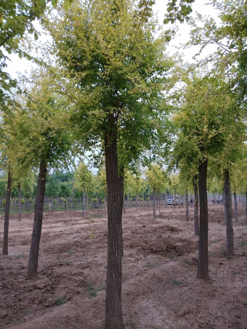 大量低价销售，15-18公分金叶榆，移植苗，易成活，树形