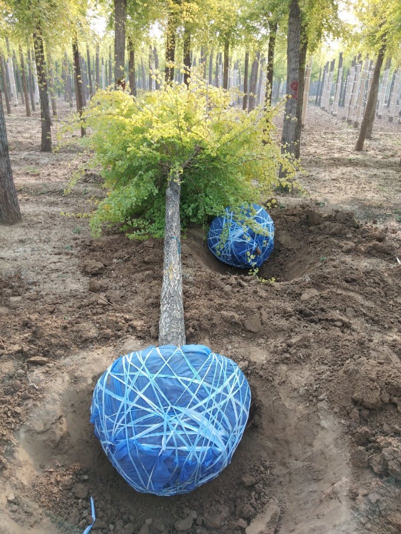 大量低价销售，15-18公分金叶榆，移植苗，易成活，树形