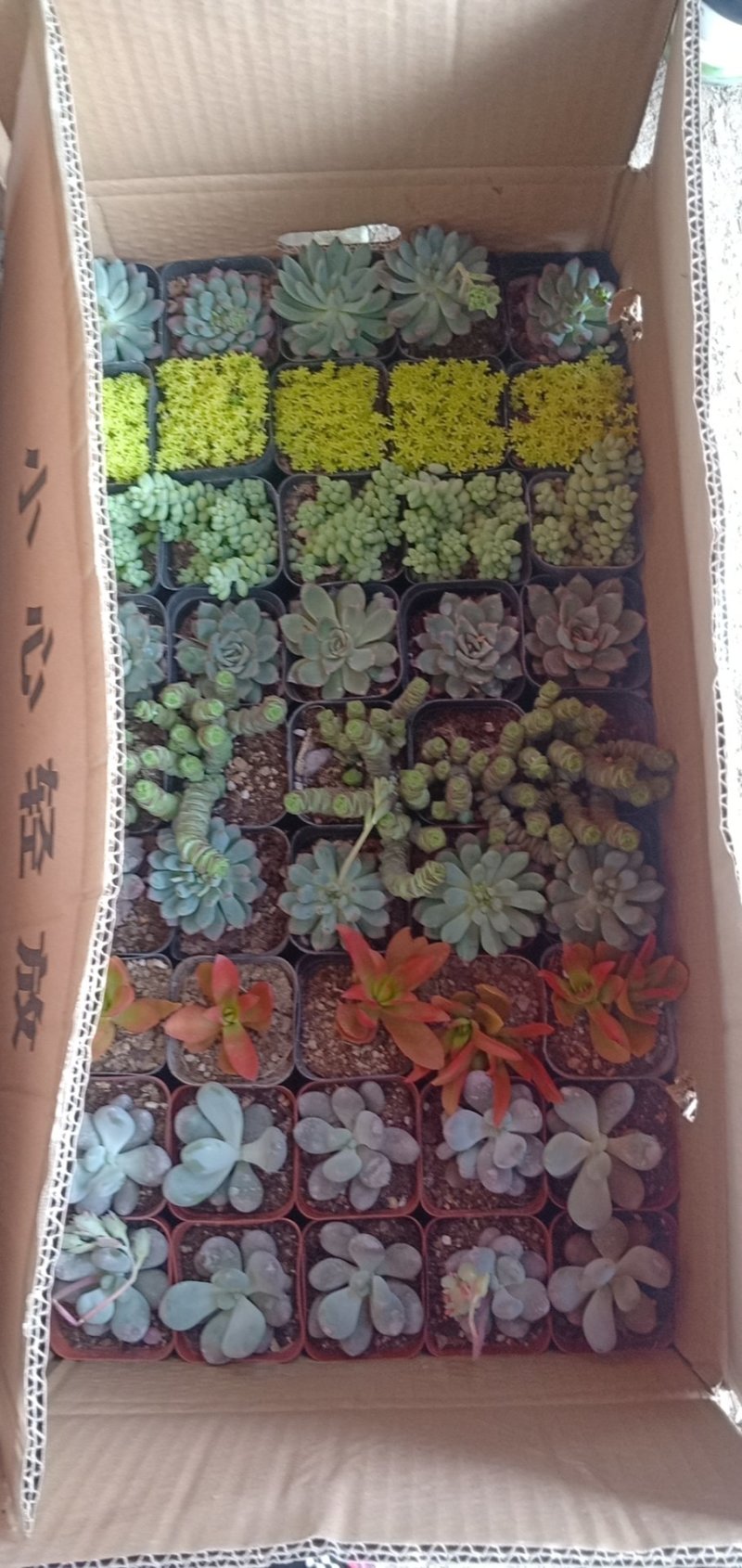 多肉，基地直供，多肉混装组合，基地直销，品种多质量好