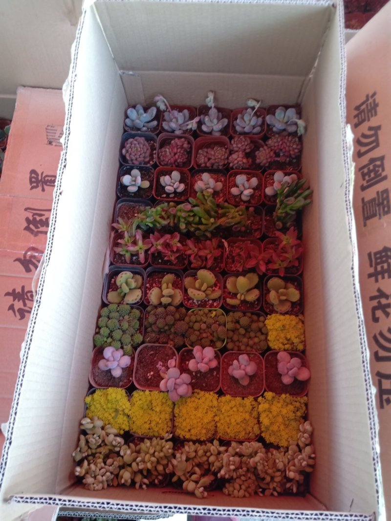 多肉，基地直供，多肉混装组合，基地直销，品种多质量好