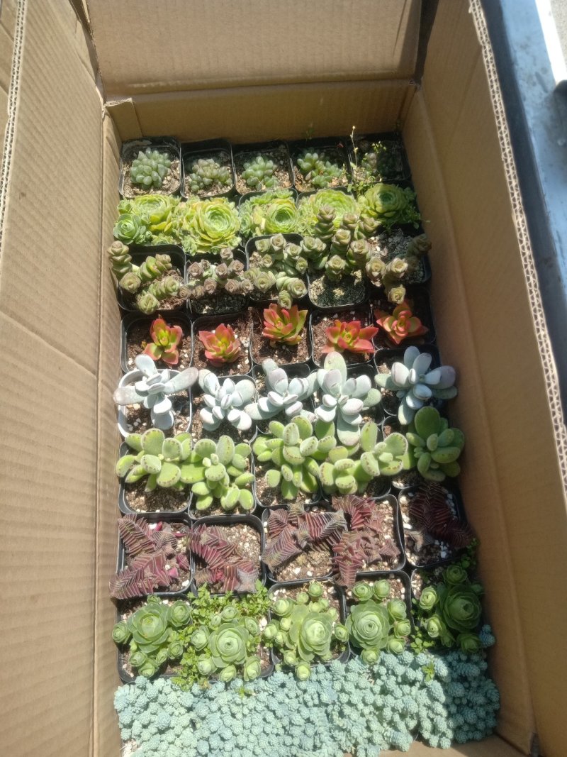 多肉，基地直供，多肉混装组合，基地直销，品种多质量好