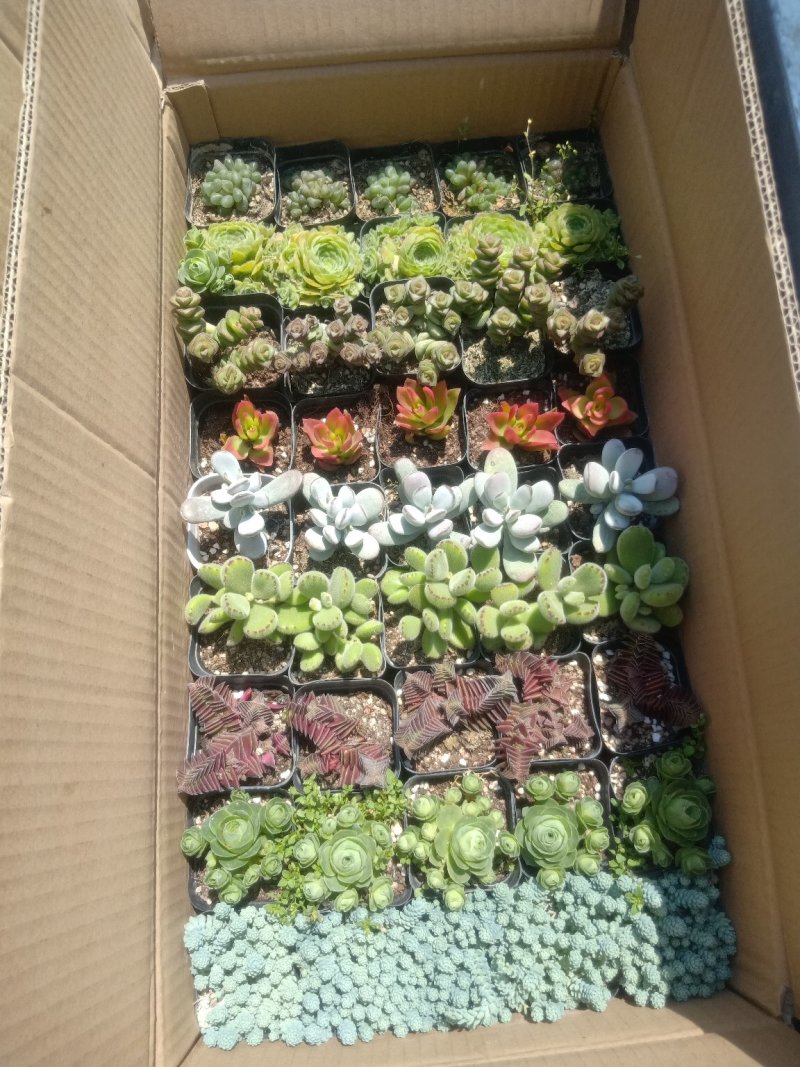 多肉，基地直供，多肉混装组合，基地直销，品种多质量好
