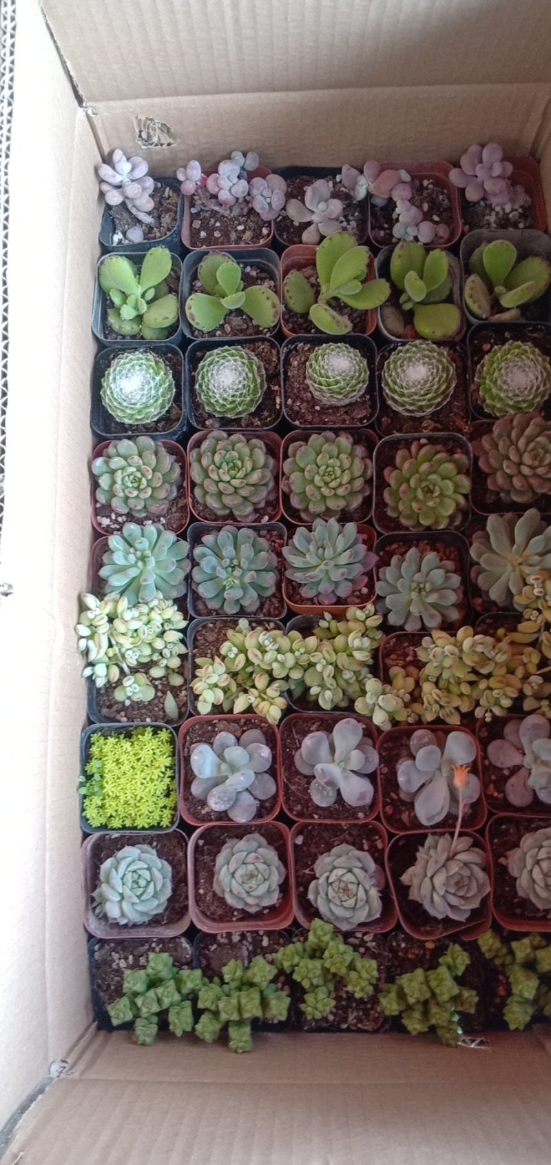 多肉，基地直供，多肉混装组合，基地直销，品种多质量好