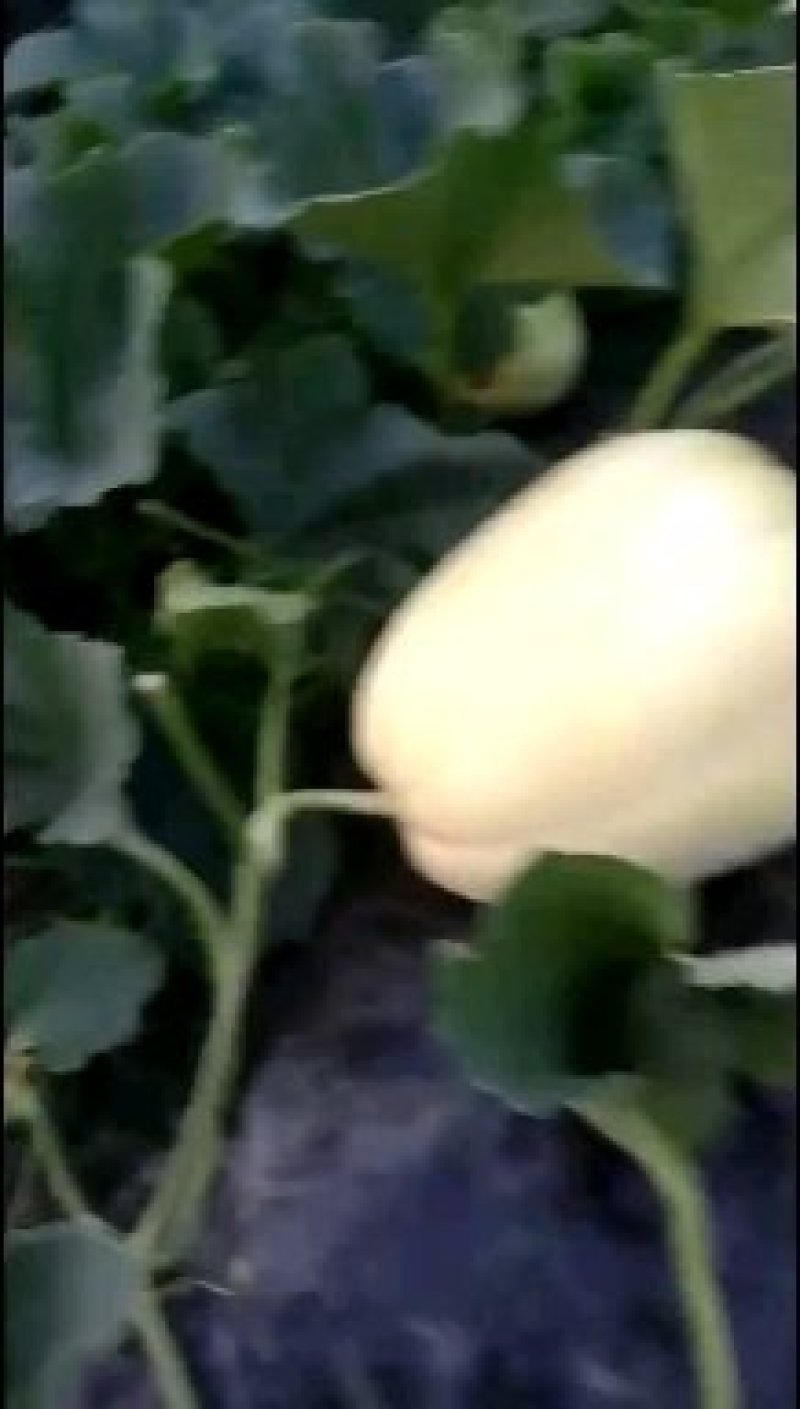 陕西渭南白薄皮大量上市，千玉200@