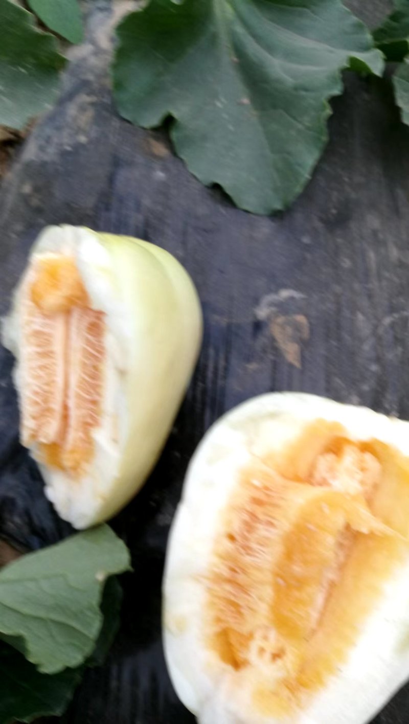 陕西渭南白薄皮大量上市，千玉200@
