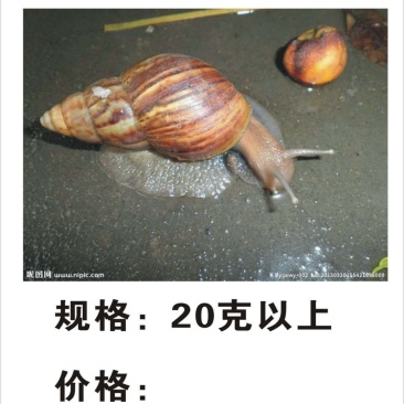 大量收购野生褐玛瑙蜗牛