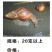 大量收购野生褐玛瑙蜗牛